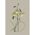 thumbnail image 2 of Cooke, E.W. 14x18 Gold Ornate Wood Framed with Double Matting Museum Art Print Titled - Botanical Cabinet IX, 2 of 4