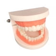 thumbnail image 3 of lionlar Teeth Model Brushing Tooth Education Montessori with Toothbrush Teeth Simulation, 3 of 5