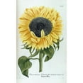 thumbnail image 3 of Weinmann, Jacob 16x24 Black Modern Framed Museum Art Print Titled - Sunflower - Chrysanthemum, 3 of 5