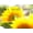 Unframed, variant on Art.com Live Laugh Love: Sunflower Stretched Canvas Print Wall Art by Nicole Katano, 16" x 12"