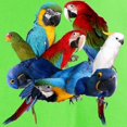 thumbnail image 3 of CafePress - Parrots Men's Value T Shirt - Light T-Shirt - CP, 3 of 4