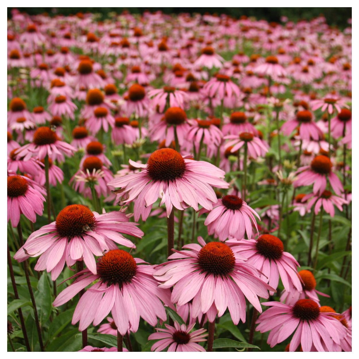 Everwilde Farms - 1 lb Purple Coneflower Native Wildflower Seeds - Gold Vault Bulk Seed Packet