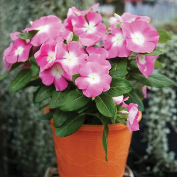 Vinca Seeds -  Mega Bloom Pink Halo variety Vinca Seed - Non-GMO -  UNTREATED - 25 Seeds