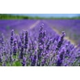 thumbnail image 5 of Lavender Seeds - Common English | 800+ Non-GMO Garden Seeds, 5 of 5