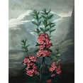 thumbnail image 2 of Thornton, Dr R 12x14 Black Ornate Wood Framed with Double Matting Museum Art Print Titled - Narrow Leaved  Kalmia, 2 of 4