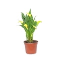 thumbnail image 3 of Planta cala varios colores 1 pza, 3 of 4