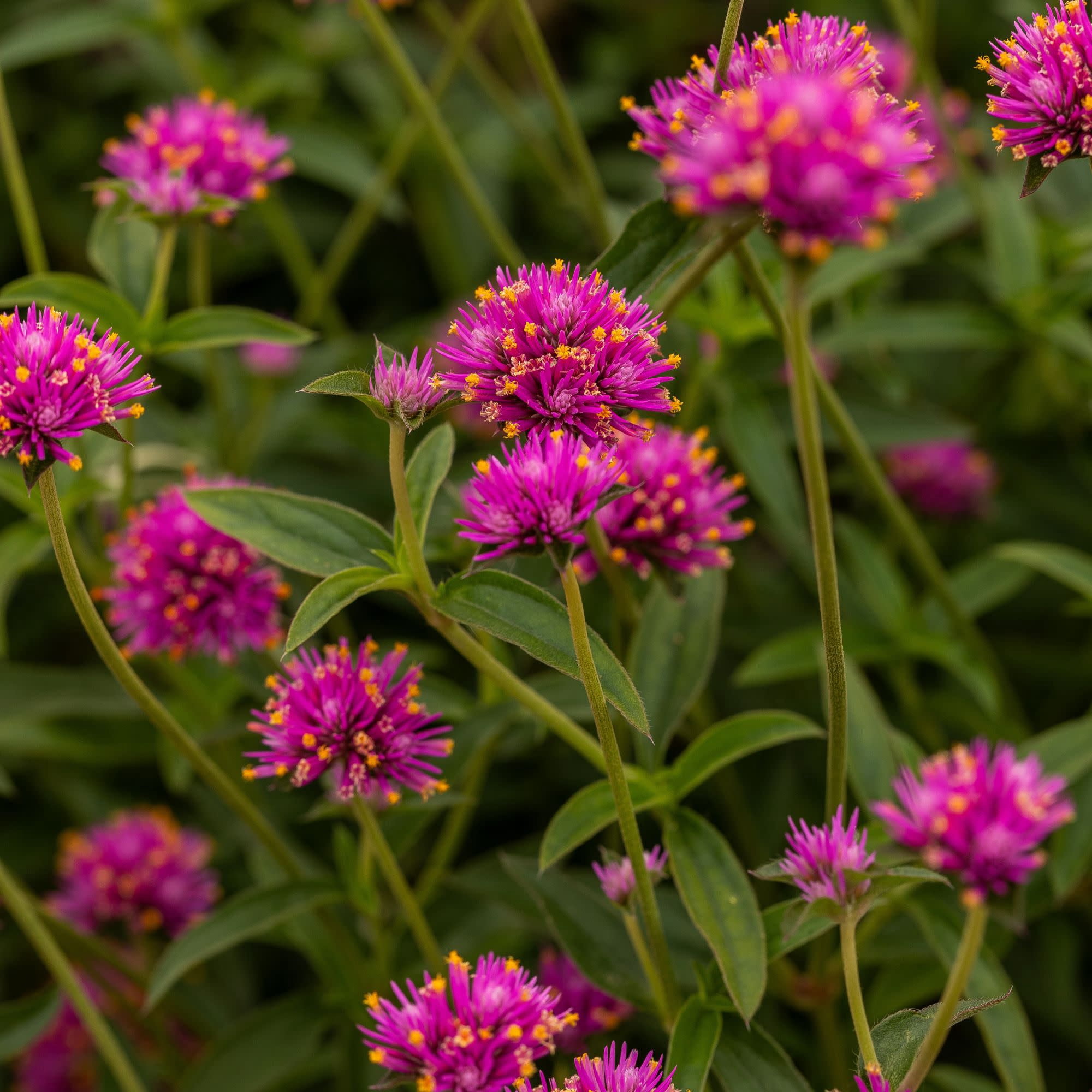 Proven Winners 4" Truffula Pink Globe Amaranth Live Plant in 4.25" Pot (4 Count)