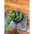 thumbnail image 4 of Aeschynanthus Lipstick Black Pagoda, 4" Plant, The Plant Farm, 4 of 4