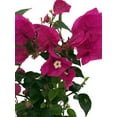 thumbnail image 2 of Vera Purple Bougainvillea Plant - 5" Pot with Trellis - Indoors or Out, 2 of 4
