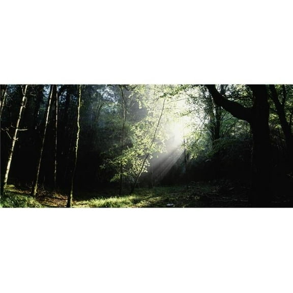 Killarney National Park Co Kerry Ireland Poster Print by The Irish Image Collection - 44 x 19 - Large