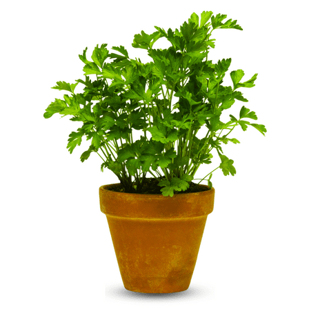 Parsley Plant 3-6 Inch Tall, Herb Plants Live in Pot, Fragrant Herb Live Plants