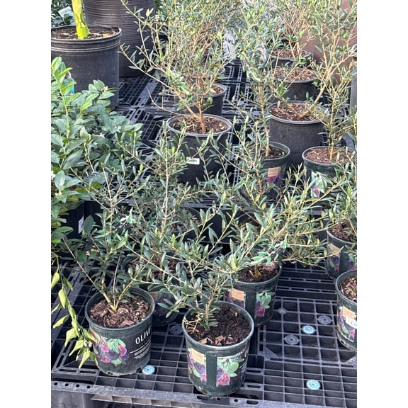 Olive Tree-Assorted-Ideal for Full Sun Locations  6" Pot
