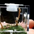 thumbnail image 1 of 1PC Breeding Box - Portable Acrylic Reptile Enclosure - Breeding Container with Metal Ventilation Hole - for Spider  Lizard  Scorpion  Centipede  Horned Frog, 1 of 6
