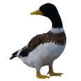 thumbnail image 4 of Almencla Realistic Artificial Animal Feathered Garden Decor Figure Duck Turning Back, 4 of 4