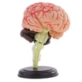 thumbnail image 3 of 4D 32 Piezas Desmontado Modelo de Anatomía Estructural deCerebro Humano Herramienta de Enseñanza Sunnimix Modelo de cerebro humano 4D, 3 of 8