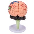 thumbnail image 4 of 4D Anatomical Brain Assembled Model Clear Structure Vinyl Simulation Brain Model for Learning, 4 of 5