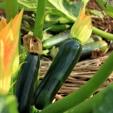 Black Beauty Zucchini Summer Squash Garden Seeds - 5 Lbs Bulk - Non-GMO, Heirloom - Vegetable Gardening