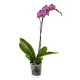 thumbnail image 2 of Orquídea phalaenopsis por pieza, 2 of 4
