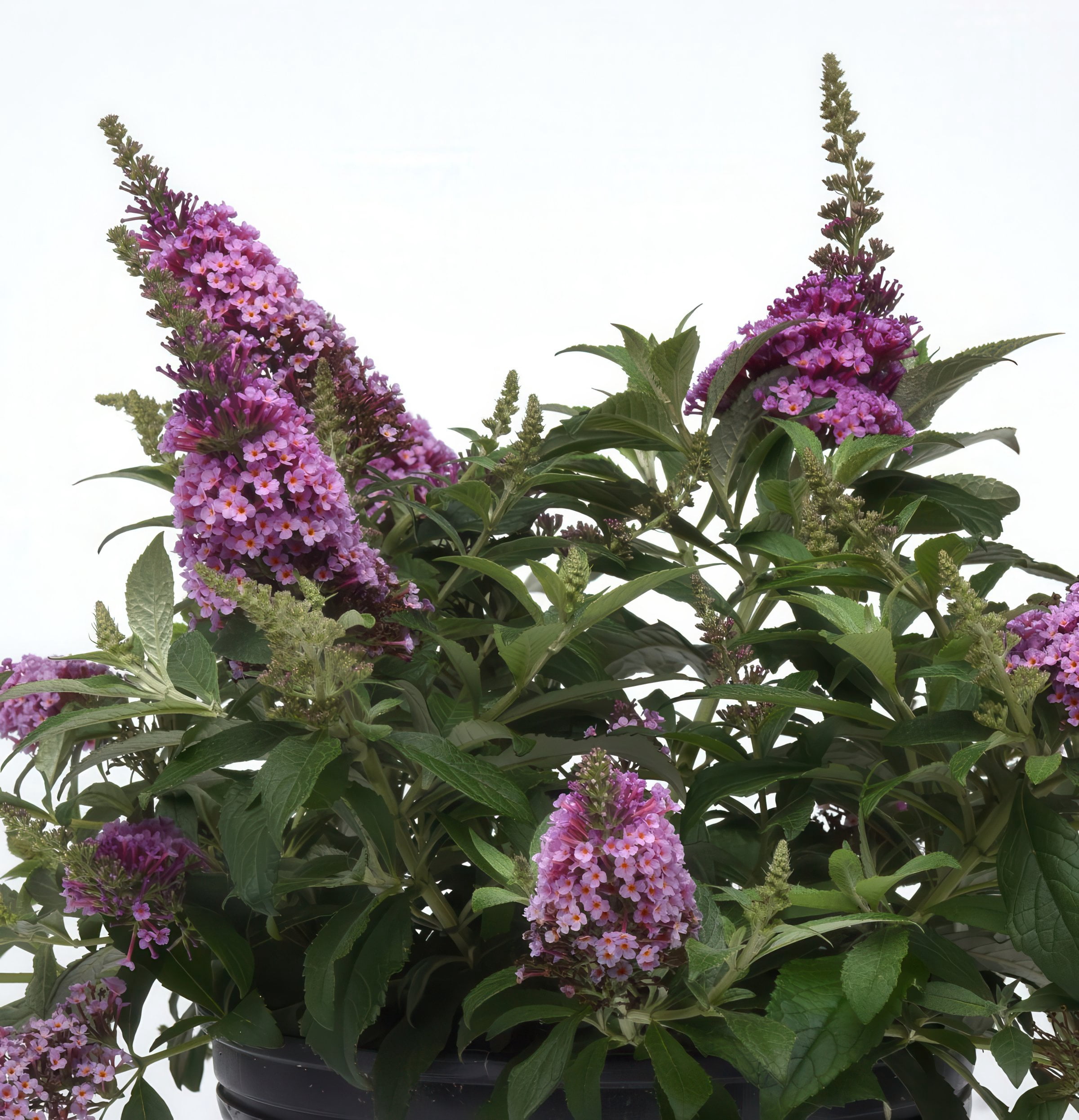 3.25 in. Buddleia Chrysalis Dwarf Butterfly Pink Live Shrub with Pink Flowers (3-Pack)