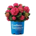 thumbnail image 1 of Endless Summer Hydrangea, 1 of 1