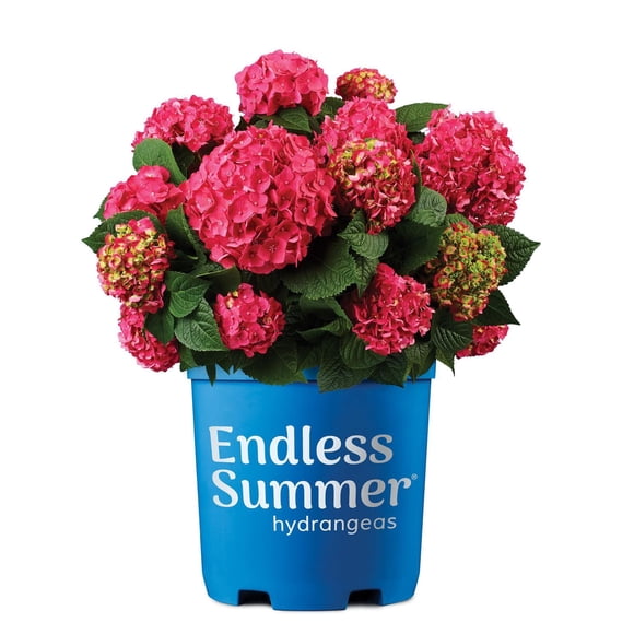 Hortensia Endless Summer