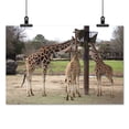 thumbnail image 2 of Print: Montgomery Zoo, Montgomery, Alabama, 2010, 2 of 4
