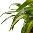 thumbnail image 3 of Spider Plant Hawaiian, 8" Pot, Indoor Houseplant, Easy Care, Live Plant for Indoor & Outdoor, 3 of 4