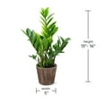 thumbnail image 6 of Wild Interiors 13-16" Zamioculcas ZZ Live Plant in 5" Brown Wood Pot, House Plant, 6 of 6