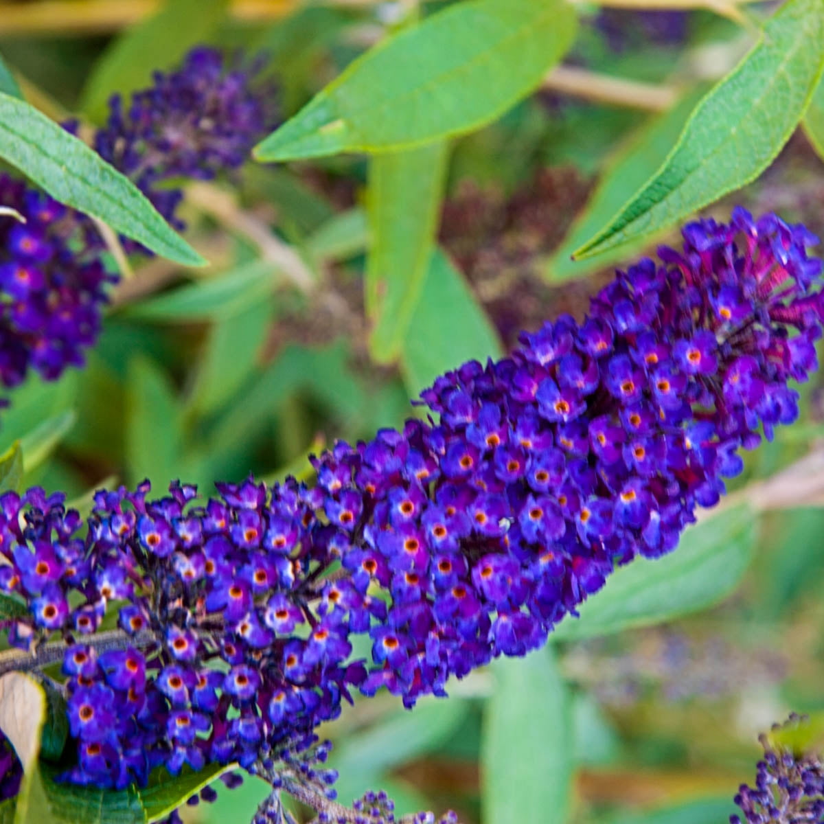 Black Knight Butterfly Bush (Buddleia), Dormant Bare Root Starter