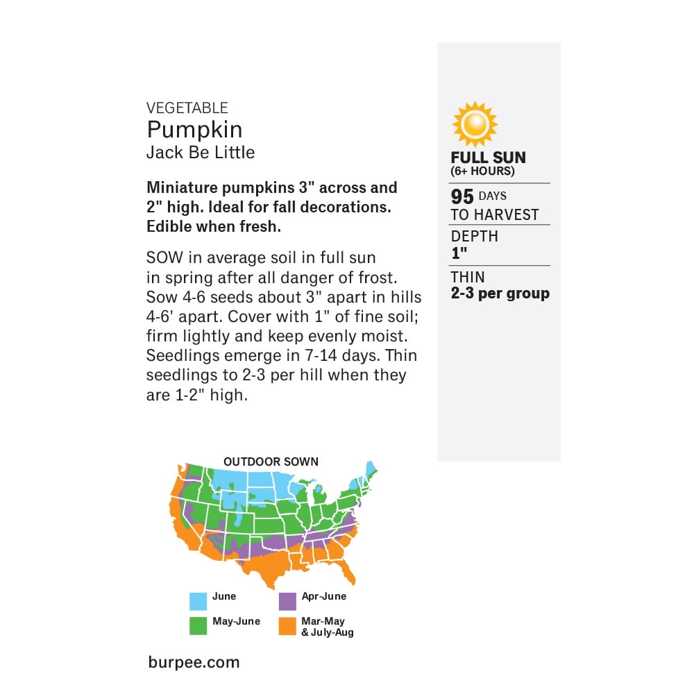 Burpee Jack Be Little Pumpkin Vegetable Seed, 1-Pack