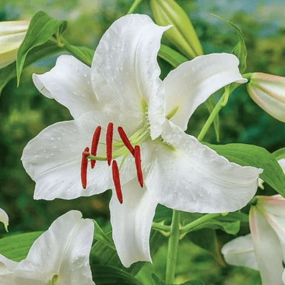4 Casa Blanca Lily Bulbs