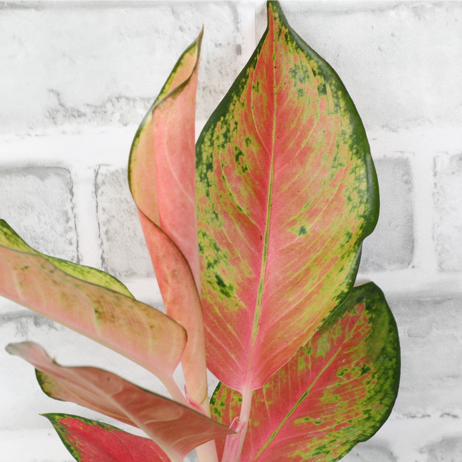Red Aglaonema Evergreen | 4.25" Grow Pot | Easy Live Plant | Filtered Sun | Element by Altman Plants
