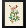 thumbnail image 2 of Audubon, John James 12x14 Black Modern Framed Museum Art Print Titled - Pl 379 Ruff-necked Hummingbird, 2 of 5