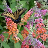 National Plant Network 3 gal Buddleia Bicolor Live Shrub with Full Sunlight