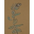 thumbnail image 2 of Delamater, Rob 25x32 White Modern Wood Framed Museum Art Print Titled - Little Plants of Big Sur XIV, 2 of 4