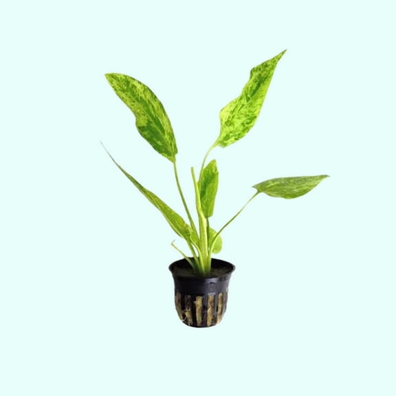 Marble Queen Sword (Echinodorus Cordifolius) Size: Rooted In 2" Pot Live Aquarium Plants BUY 2 GET 1 FREE
