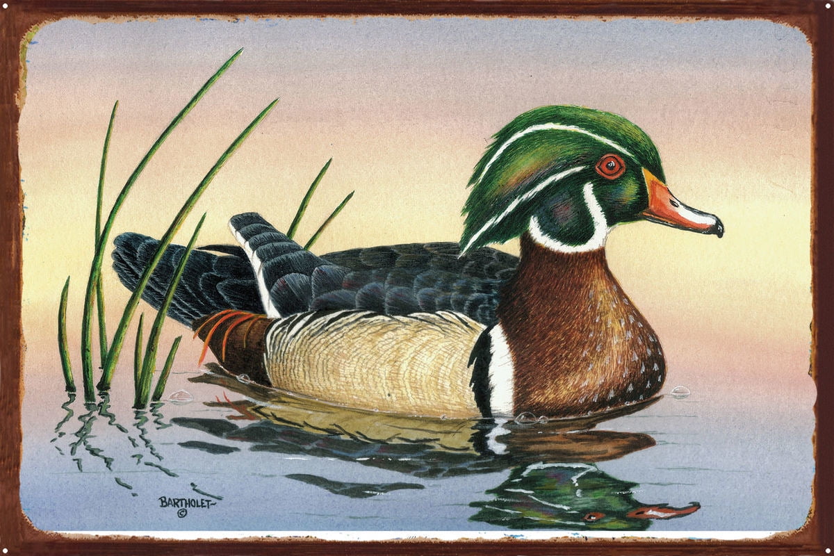 Woody (Wood Duck) Rustic Metal Art Print by Dave Bartholet (24" x 36