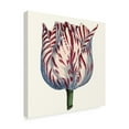 thumbnail image 2 of Trademark Fine Art 'Tulip Garden VI' Canvas Art by Vision Studio, 2 of 4