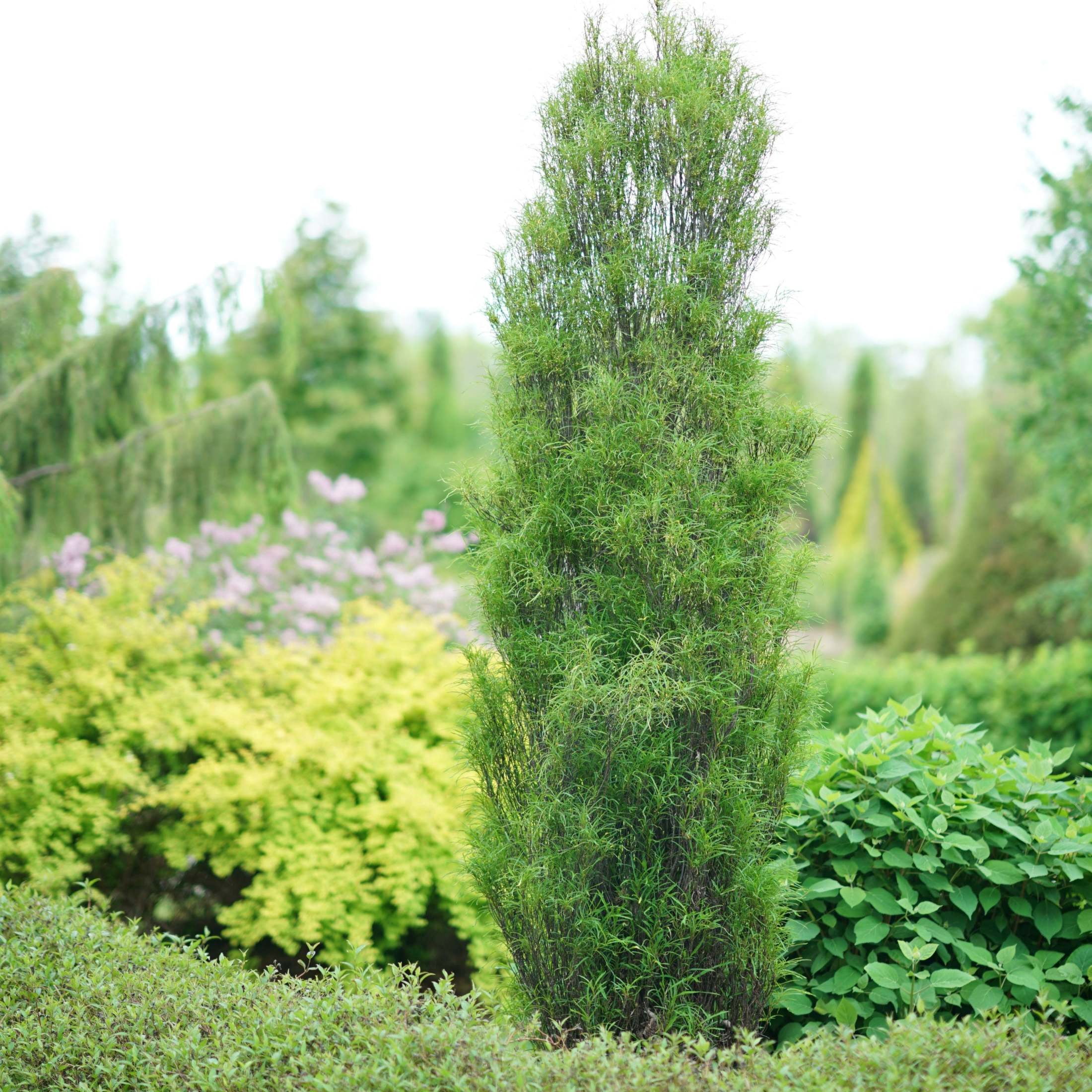 Proven Winners ColorChoice 5" Fine Line Buckthorn Live Plant in 4.5" Pot (4 Count)