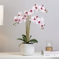 thumbnail image 2 of Torre & Tagus Phalaenopsis Potted 23" Triple Stem Orchid-Pink, 2 of 4