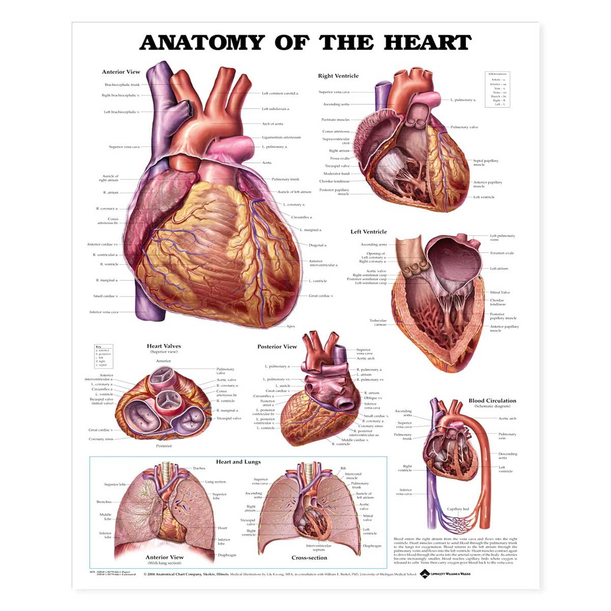 Anatomical Charts