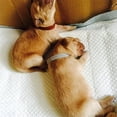 thumbnail image 4 of 12Pcs Adjustable Pet Collar Anti-lost Soft Name ID Collar for Dog, 4 of 7