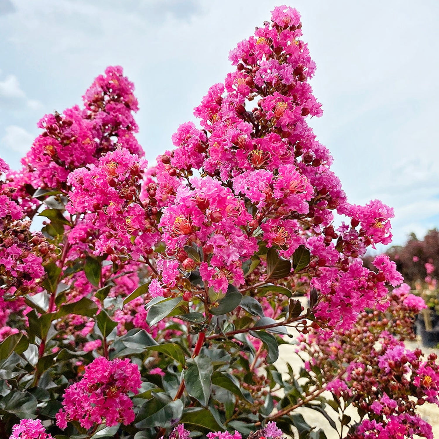 First Editions 3-4 ft tall Plum Magic Crape Myrtle Live Tree in 7-Gallon Grower Pot