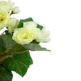 thumbnail image 4 of Northlight 11" Cream Potted Silk Begonia Spring Artificial Floral Arrangement, 4 of 5