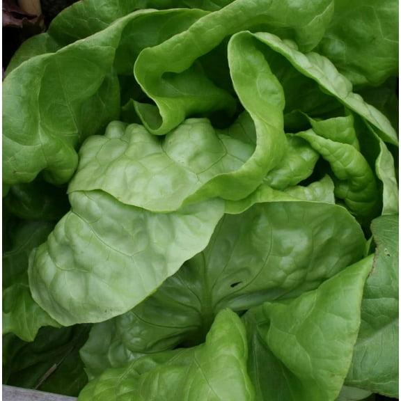 3000 Seeds BUTTERCRUNCH LEAF LETTUCE Lactuca Sativa Vegetable Seeds