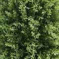 thumbnail image 2 of 40” Potted Cypress Tree, 2 of 2