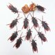 thumbnail image 4 of TUMALL - Juguete de broma de cucaracha falsa, juguete de plástico de goma, mordaza, truco, insecto falso 6T2E BEST-D, 4 of 8