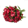 thumbnail image 4 of Alstroemeria 50 Stems of Red Farm Direct Fresh Cut Flowers by Bloomingmore, 4 of 7