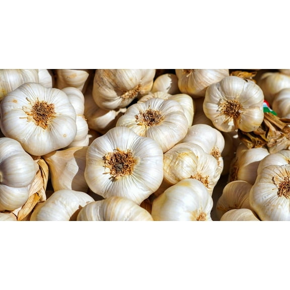 Garlic Bulb (8 Pack), Fresh California SOFTNECK Garlic Bulb for Planting and Growing Your OWN Garlic