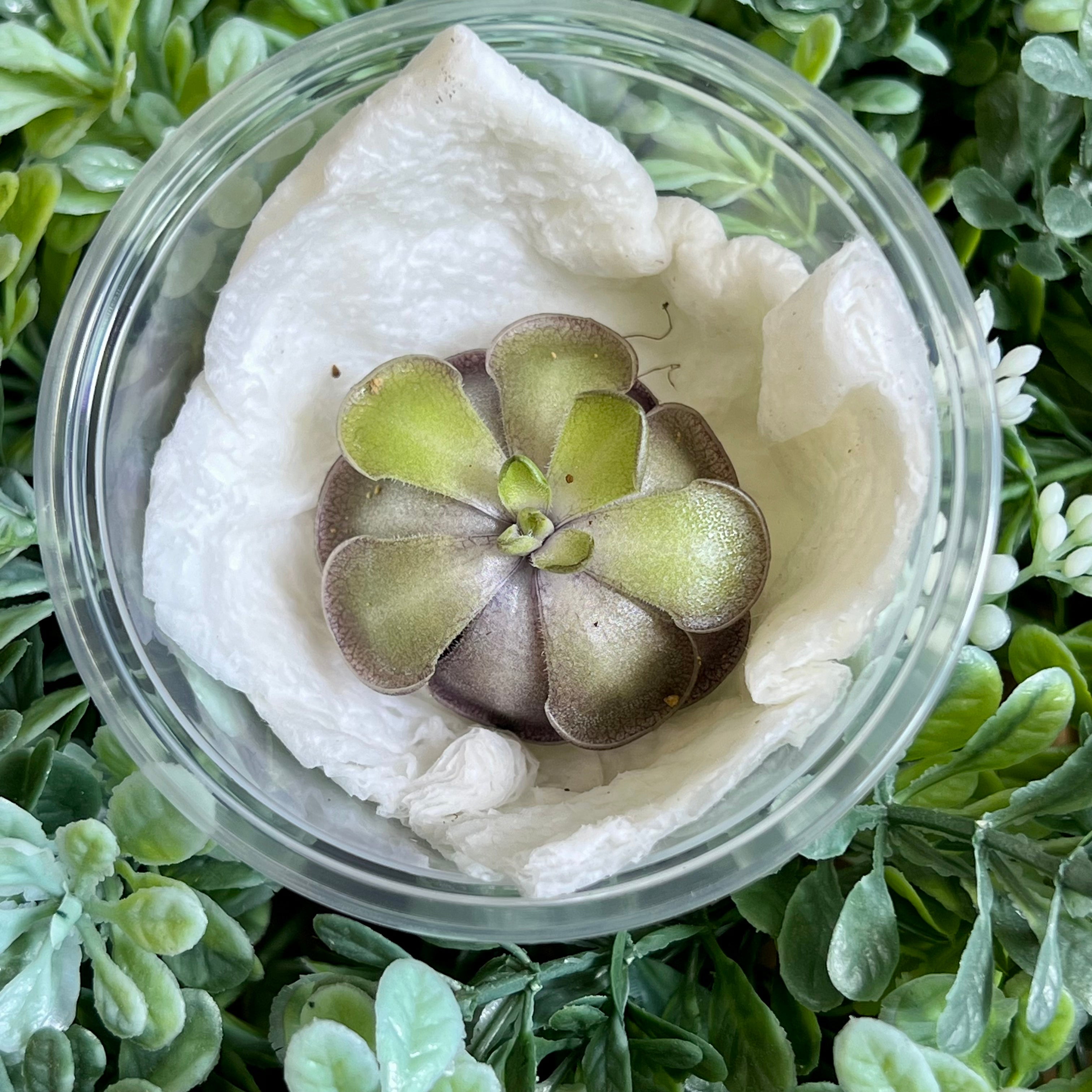 Bloomify Live Pinguicula cyclosecta – Rare Violet-Toned Mexican Butterwort, Rosette-Forming Carnivorous Plant, Effortless to Grow